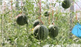 五一拍到网红吃瓜,揭秘热门事件幕后真相